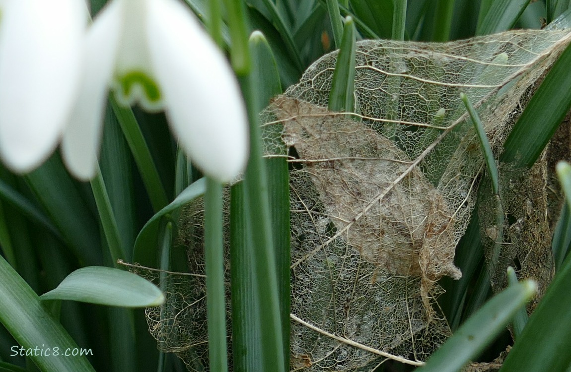 Skeletonized leaf