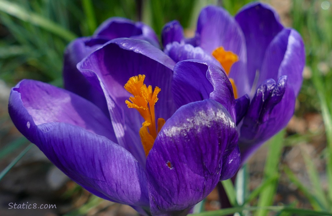 Purple Crocus blooms