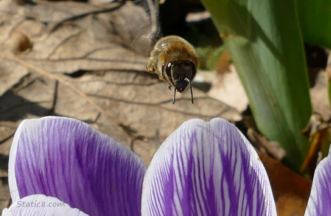 European Honey bee flyiing over a crocus bloom