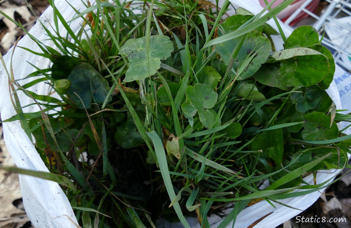 small trash bag filled with grass and Lesser Celandine