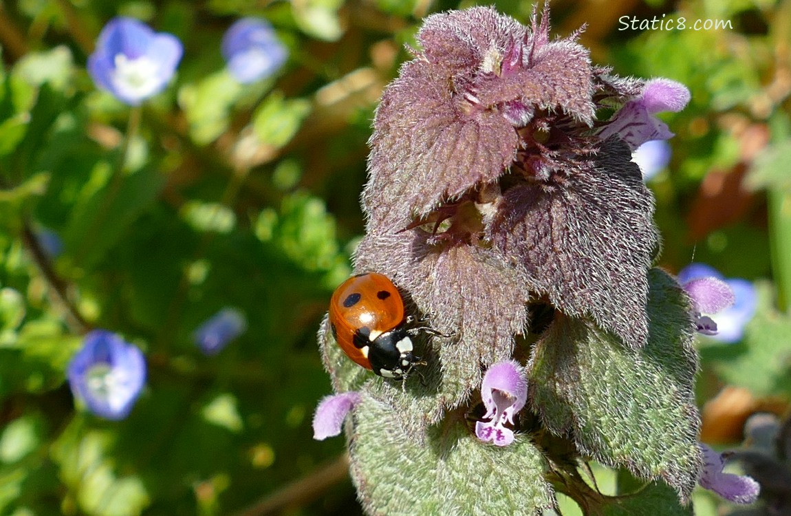 Lady bug walking on a Dead Nettle