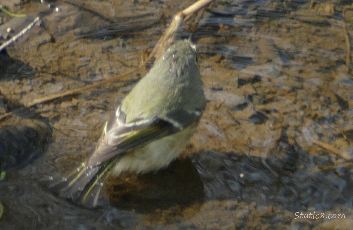 Ruby Crown Kinglet standing in shallow water