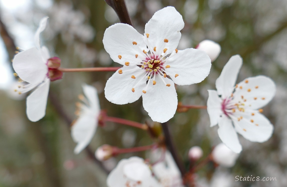 Cherry Blossom blooms