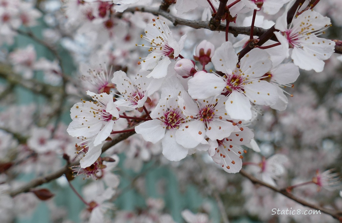 Cherry Blossoms on a dreary day