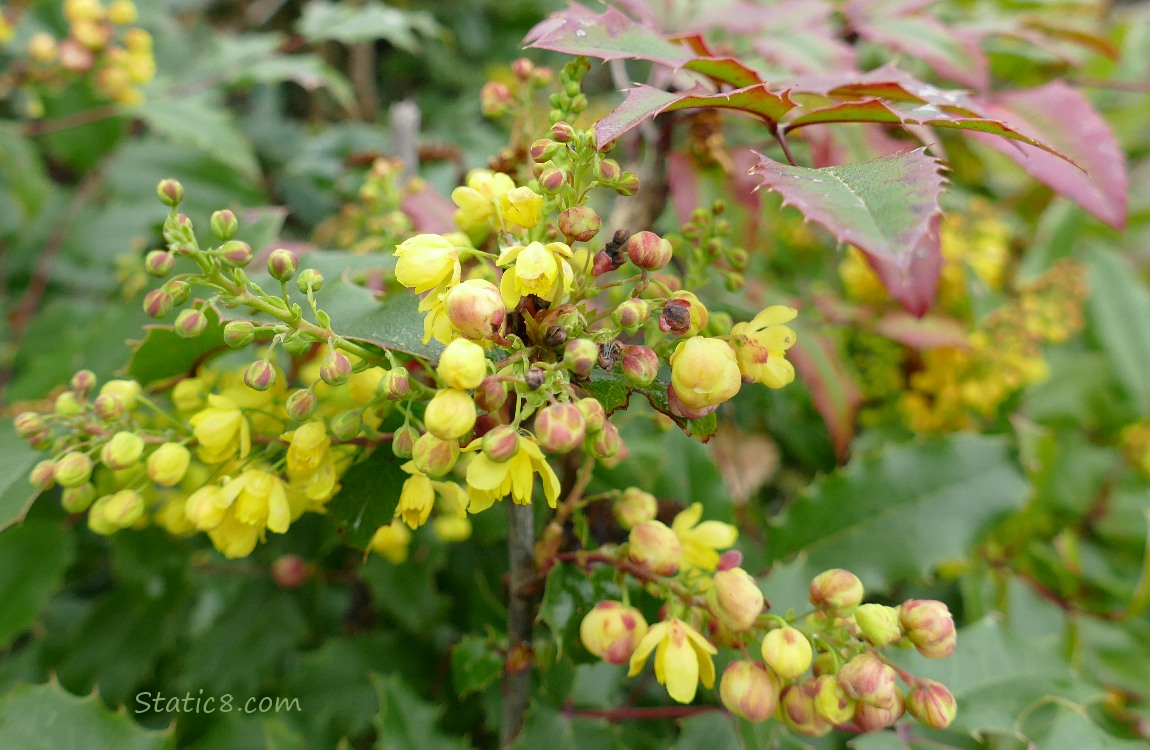 Oregon Grape blooms and leaves