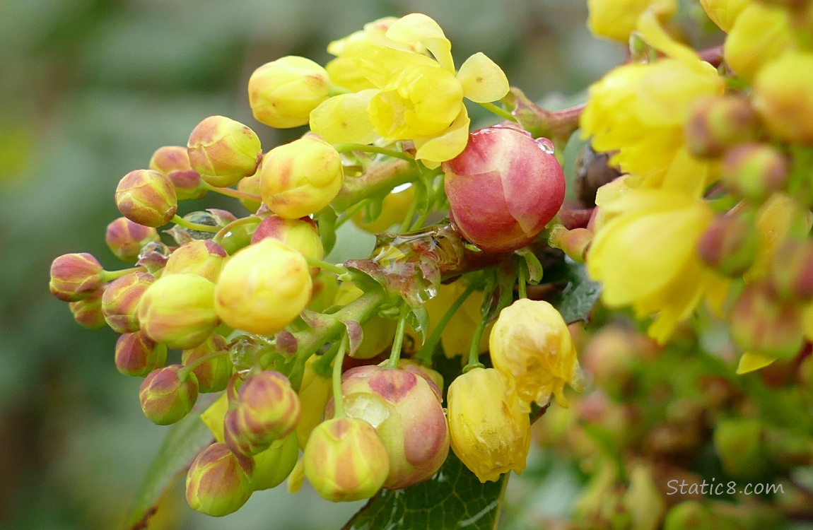 Close up of closed up Oregon Grape blooms