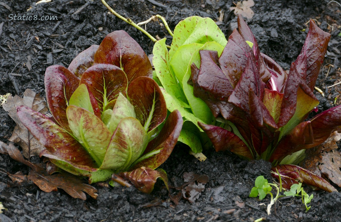 Purple and green leaf Lettuce growing in dark mulch