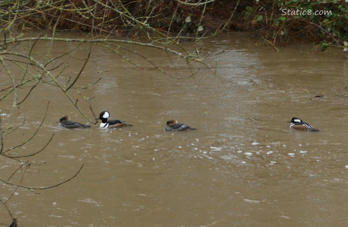 Two pairs of Hooded Mergansers paddling on brown water