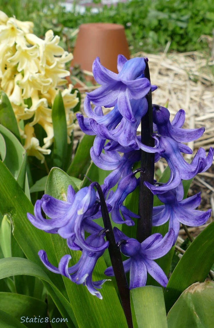 Purple Hyacinth blooms with yellow blooms in the background