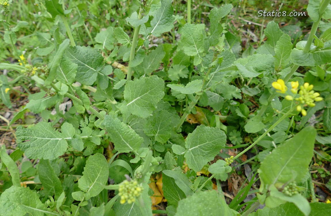 Mustard leaves