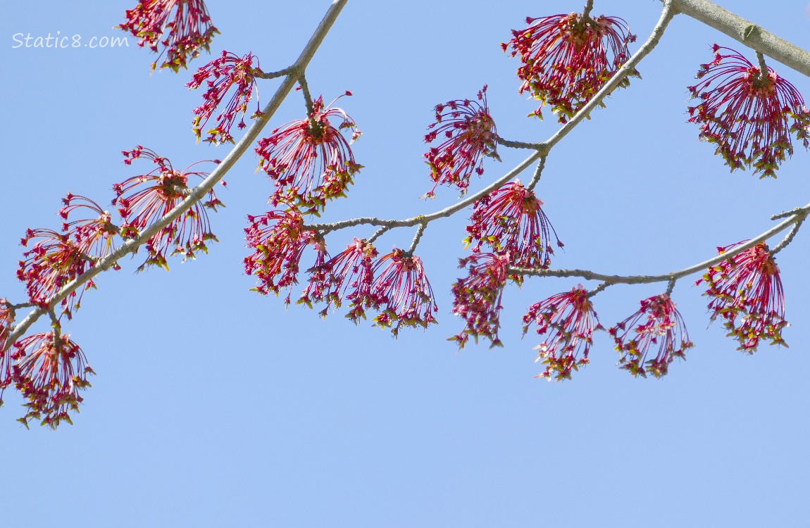 Red Maple seeds hanging down in clumps