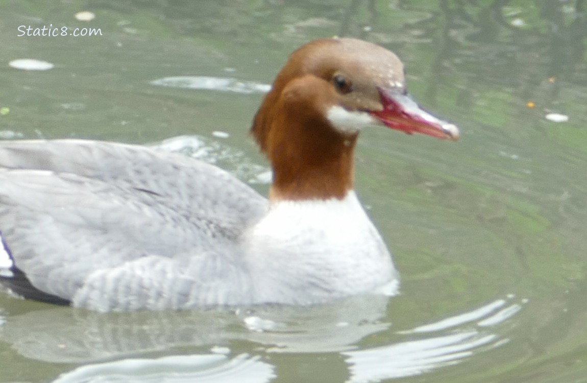 Female Common Merganser paddling on the water