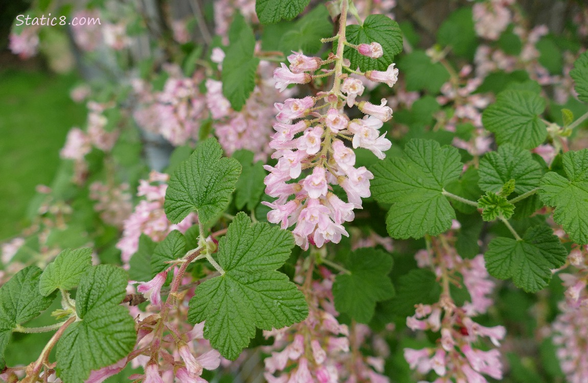 Red Flowering Currant bush with many blooms