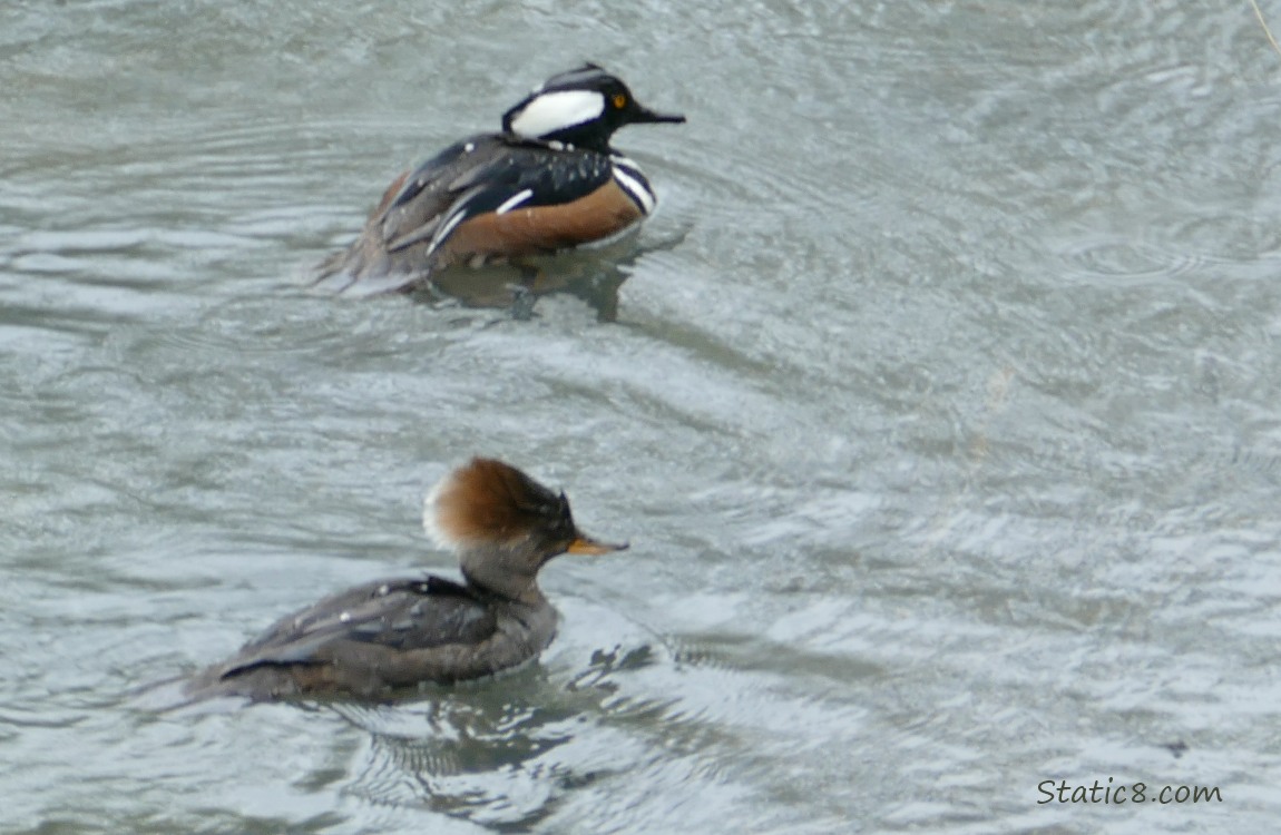 Hooded Merganser pair, paddling on the water