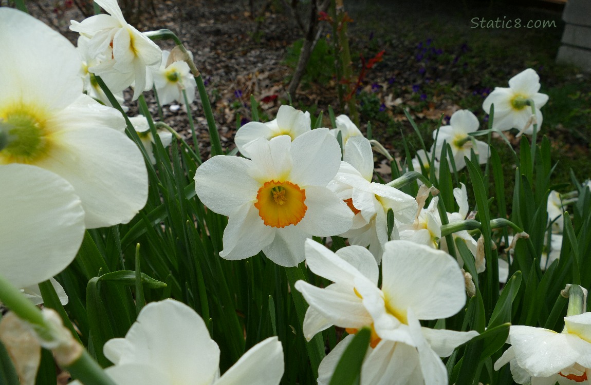 Narcissus blooms