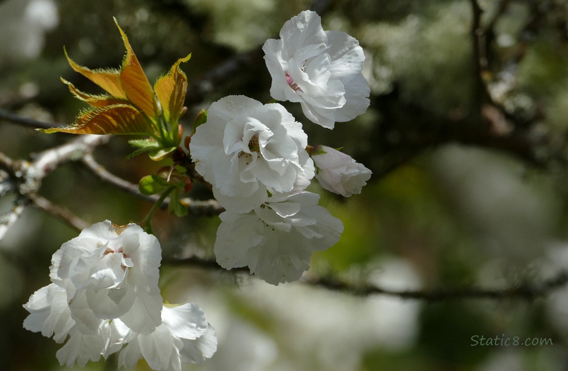Sweet Cherry blossoms