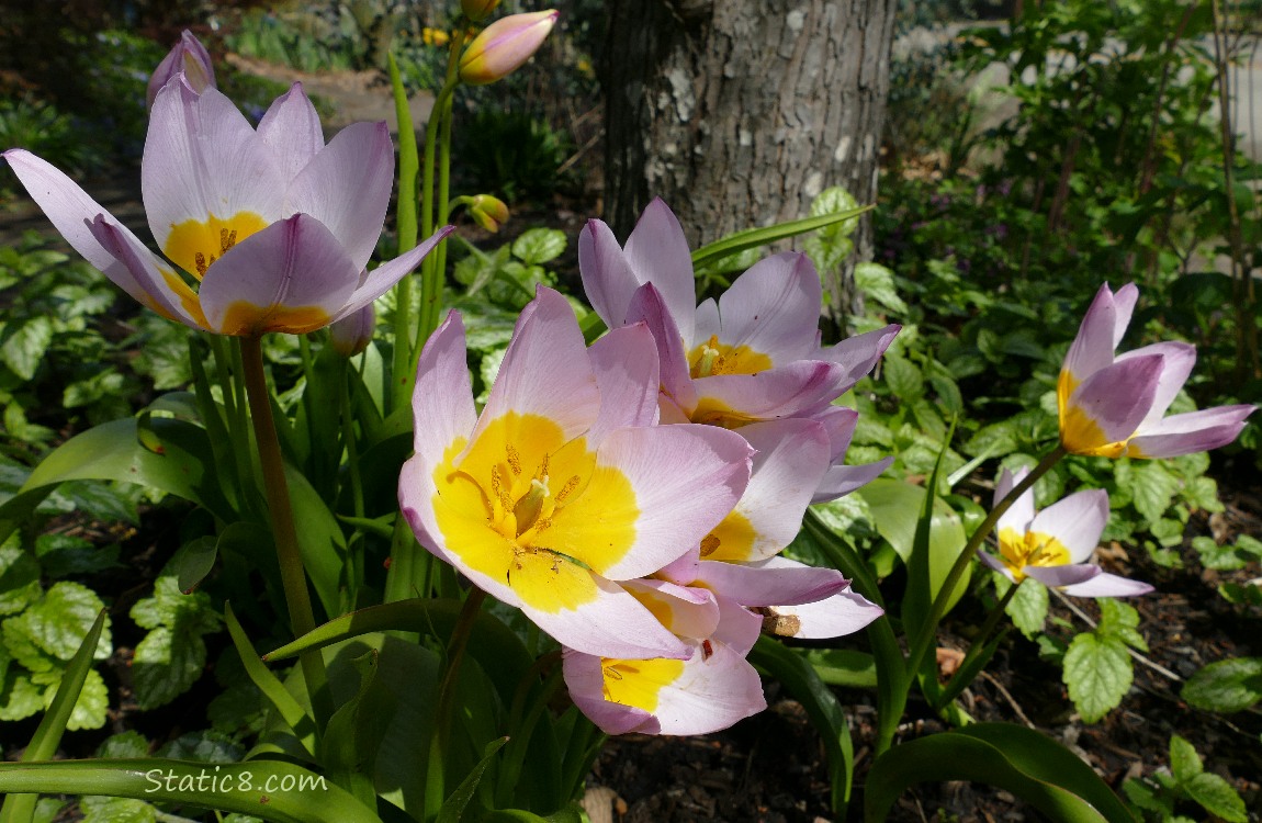 Pink Tulips with yellow centers in the shade of a tree