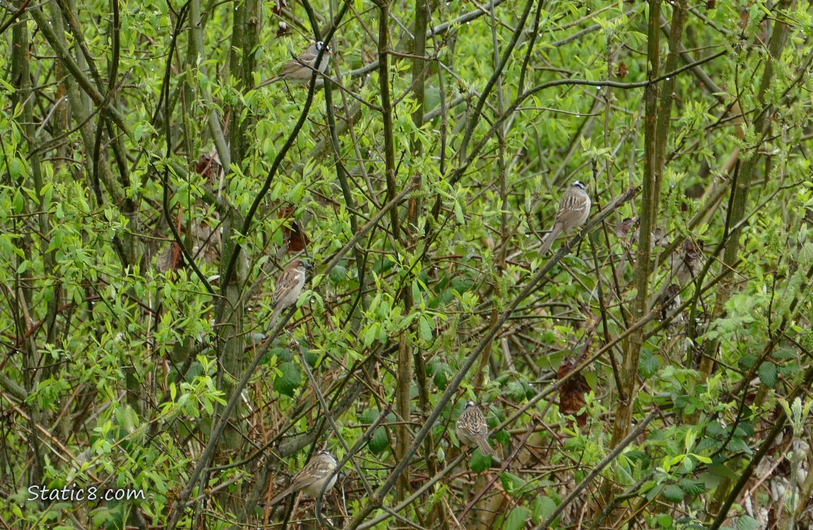 Sparrows standing in a tree