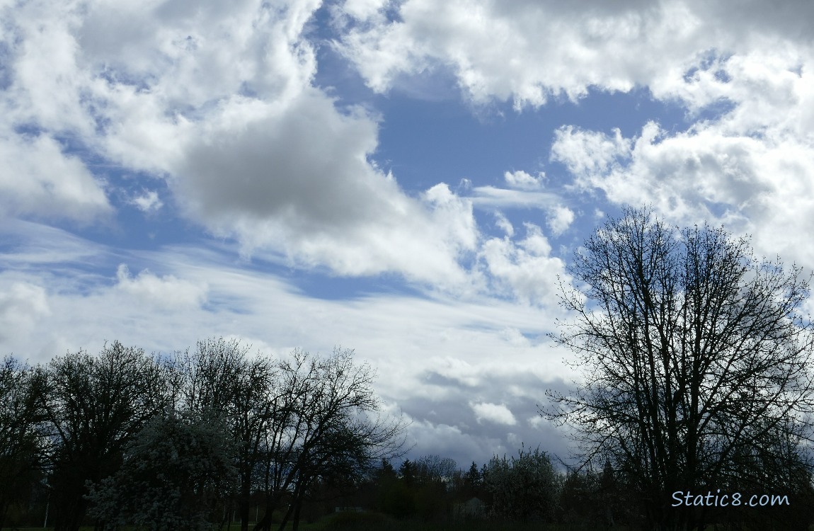 Sky with clouds above silhouettes of trees