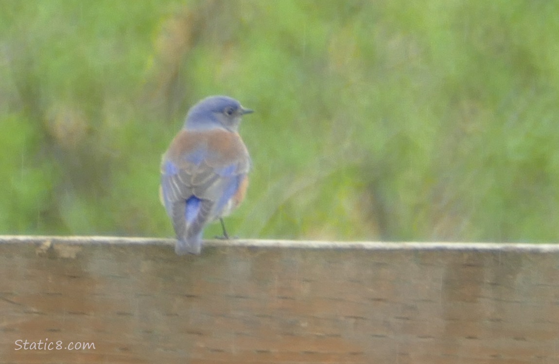 Bluebird standing on a wood fence in the rain