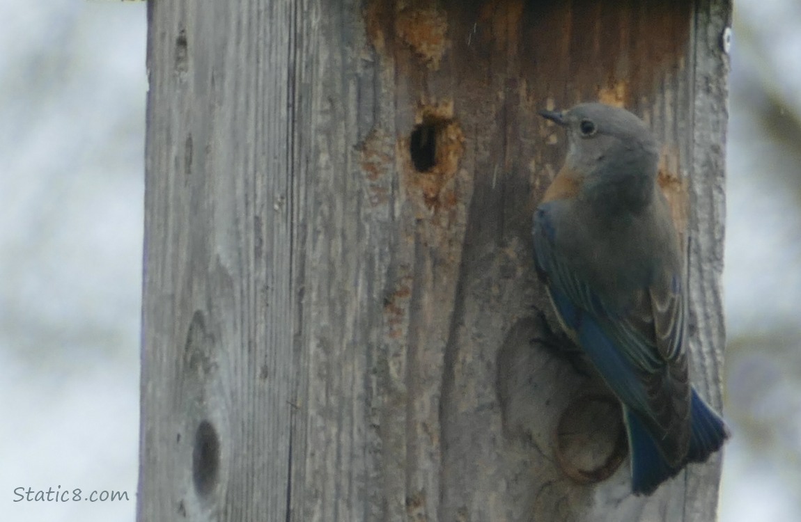 Female Bluebird