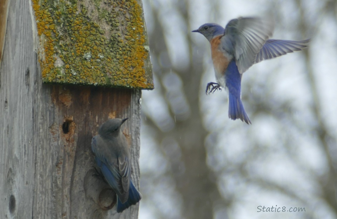 Bluebirds