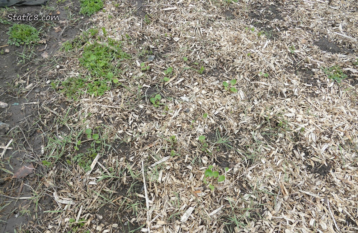 Garden plot