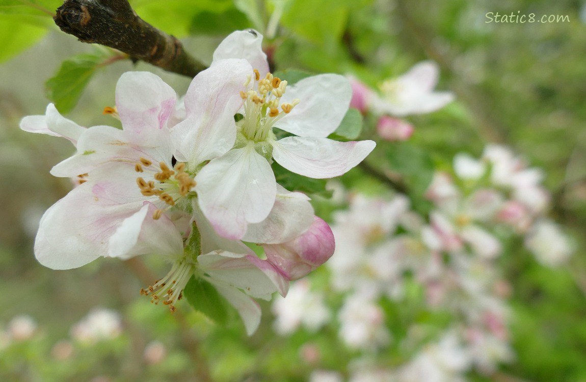 Apple blossoms