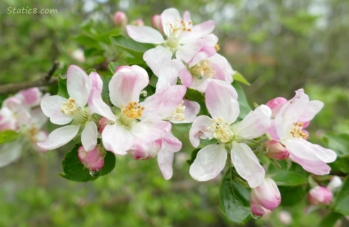 Apple Blossoms