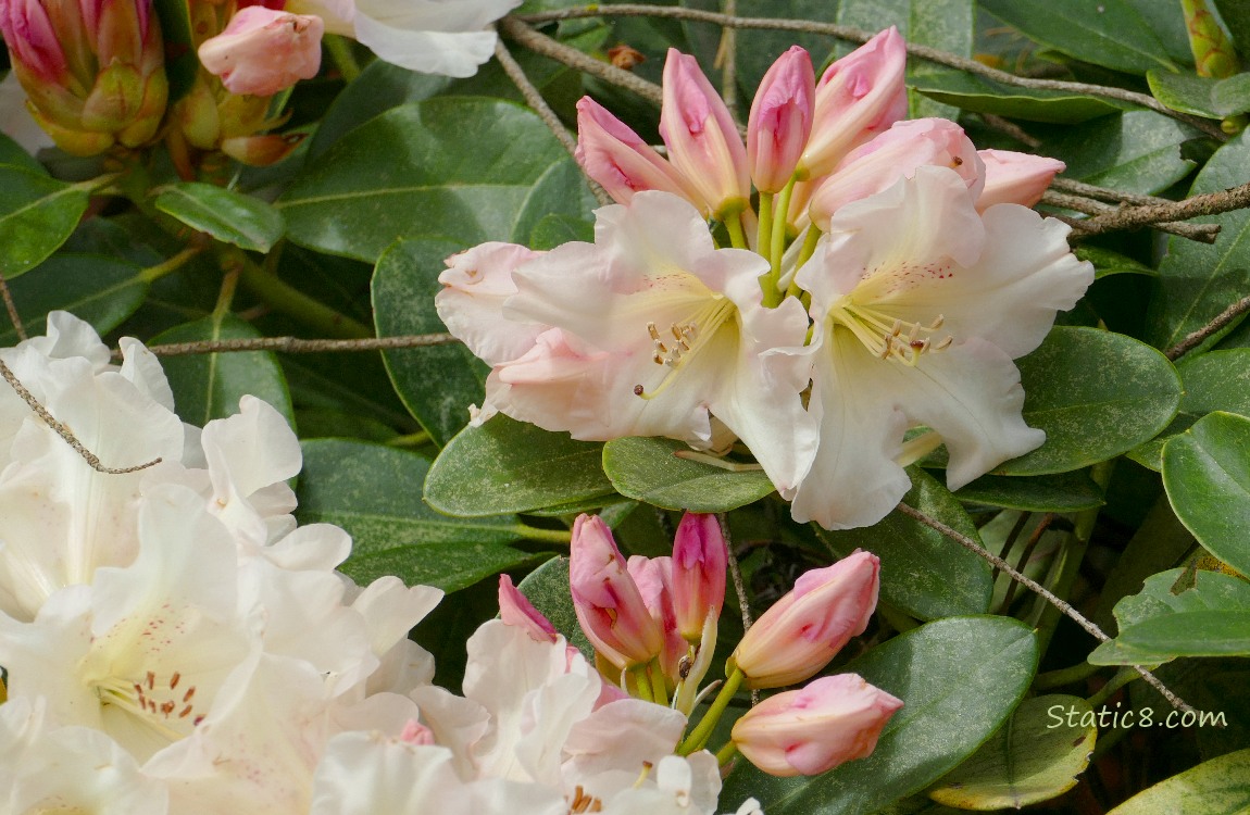 White Rhododendron blooms