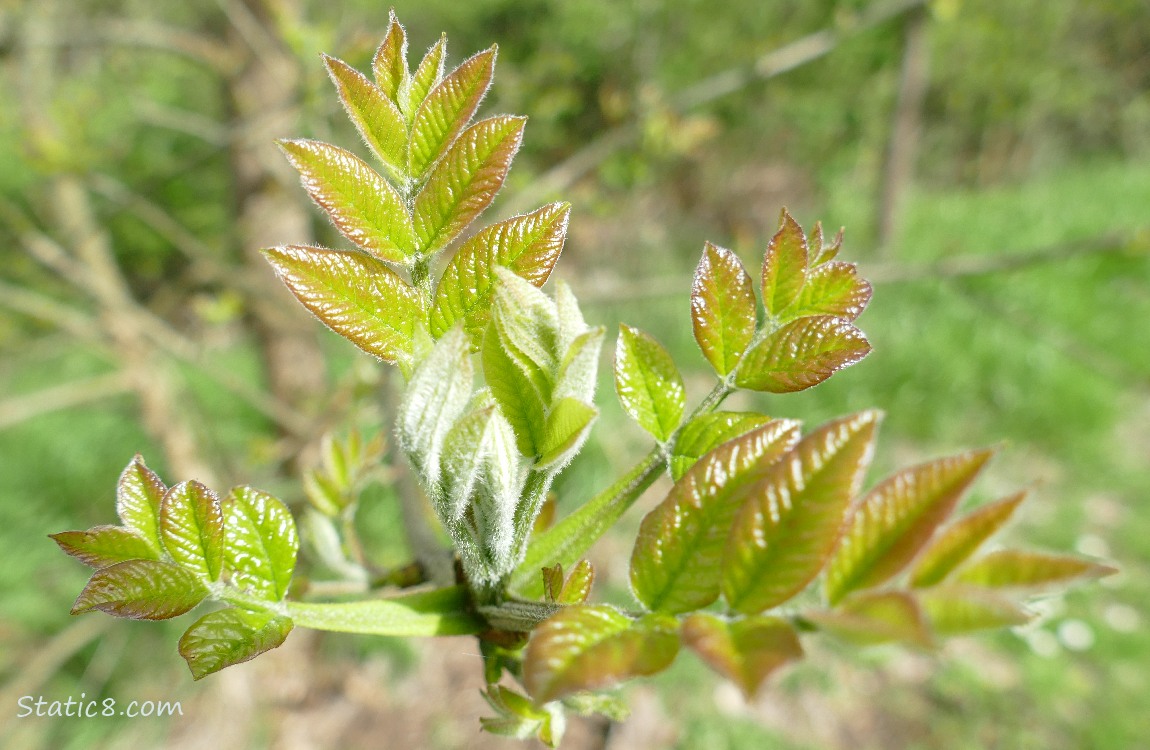 New Ash tree leaves