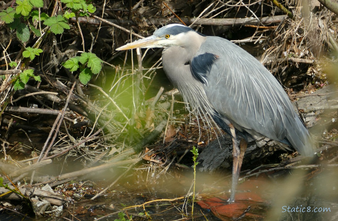 Great Blue Heron standing near the creek bank