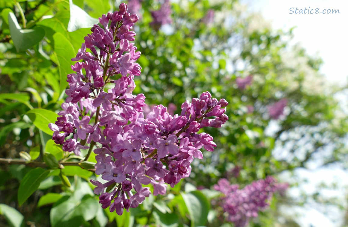 Pink Lilac blooms
