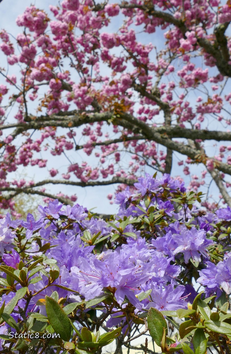 Purple Rhododendron blooms with pink cherry blossoms in the background
