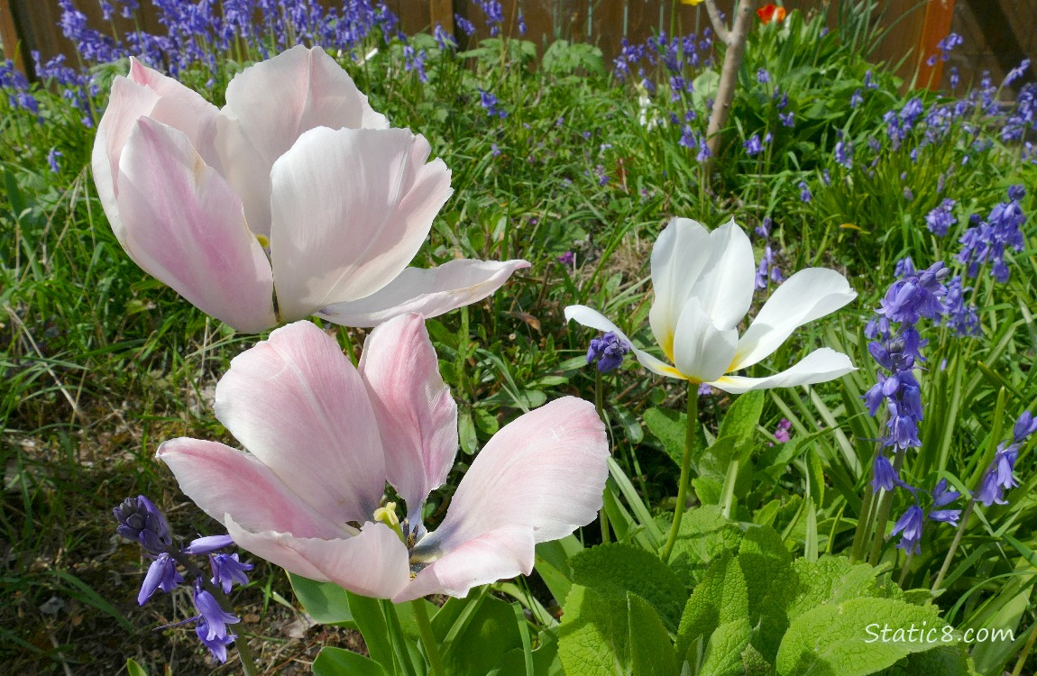 Pale pink Tulip blooms with purple Spanish Bluebells