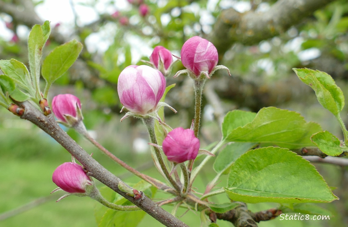 Apple Blossoms