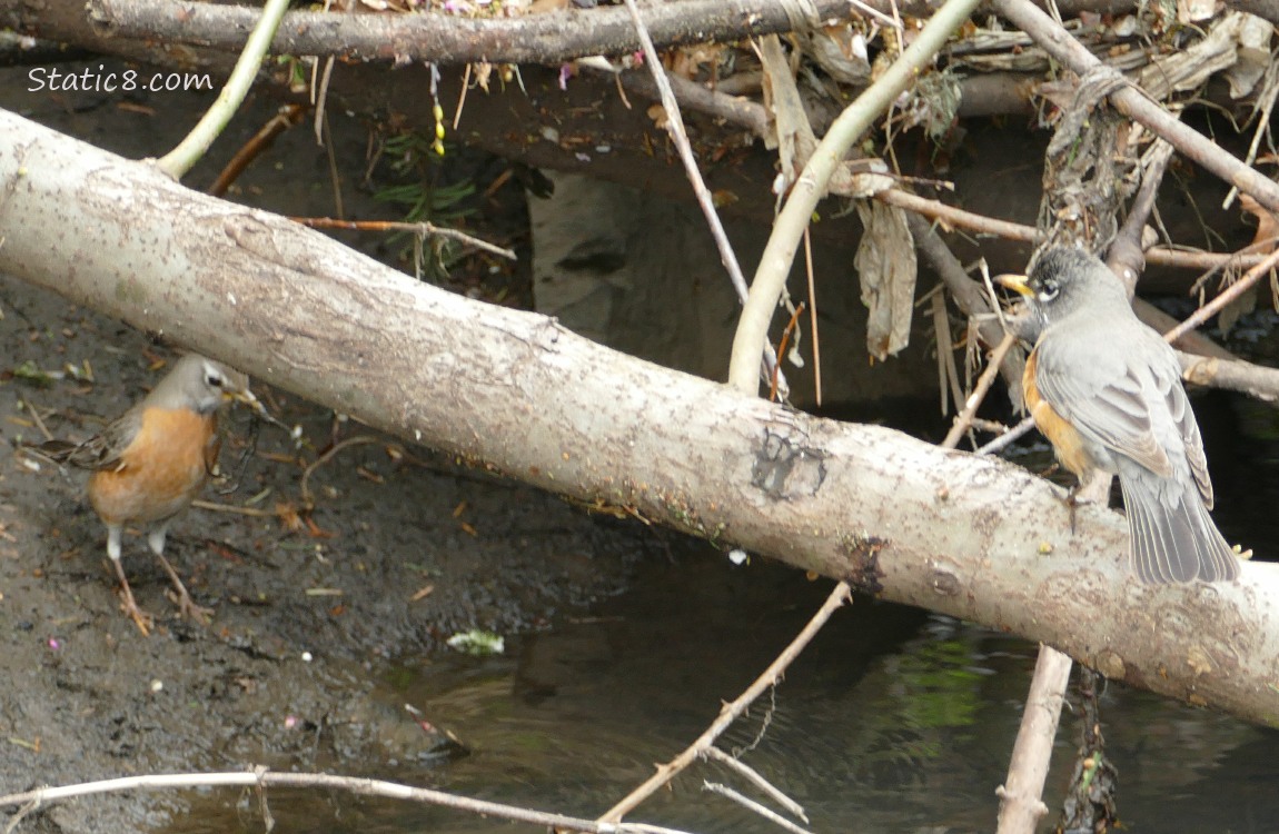 A pair of robins, one standing on the mud of the bank, another standing on a branch over the water of the creek