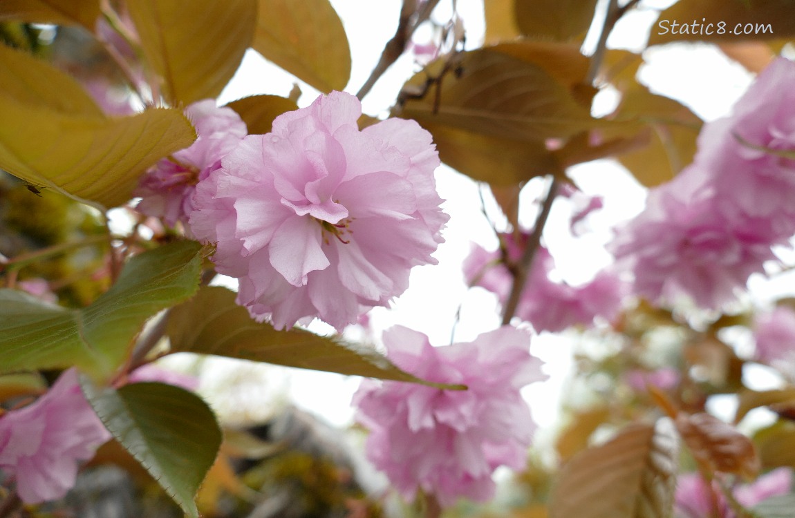 Pink, double petal Cherry blossoms with some leaves