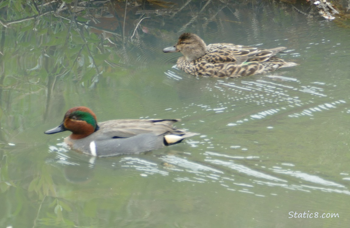 A pair of Green Wing Teals paddling on the water