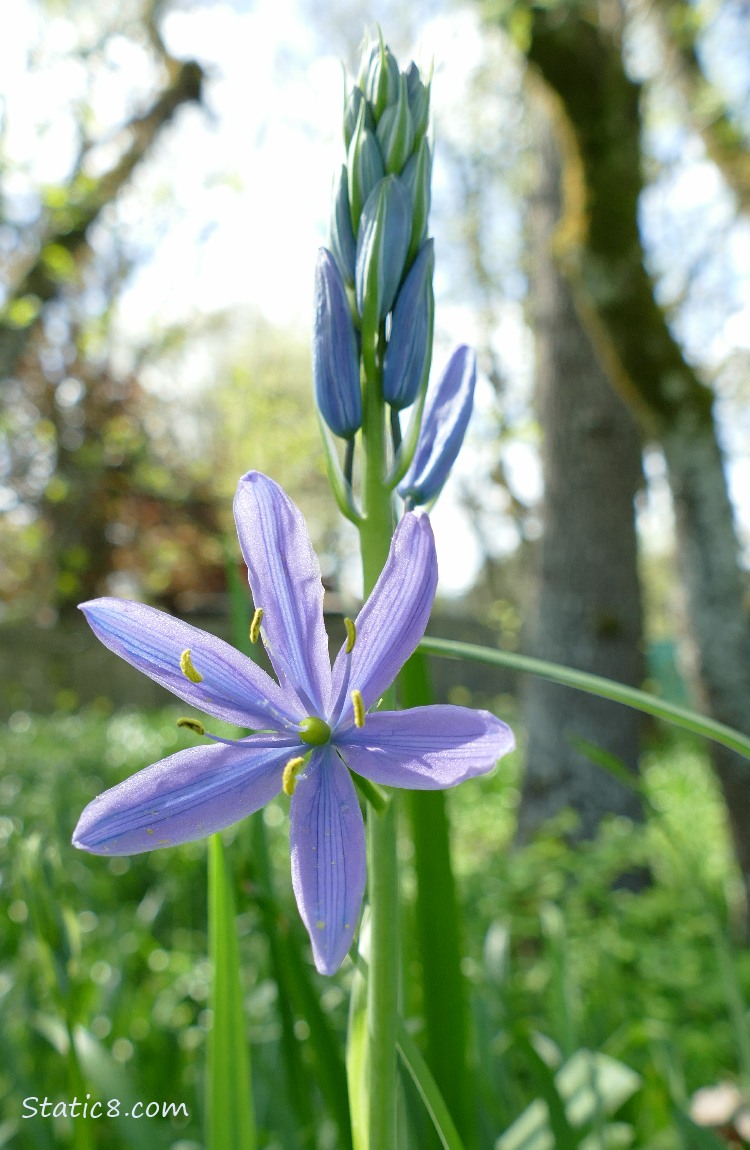 Camas Lily Blossom