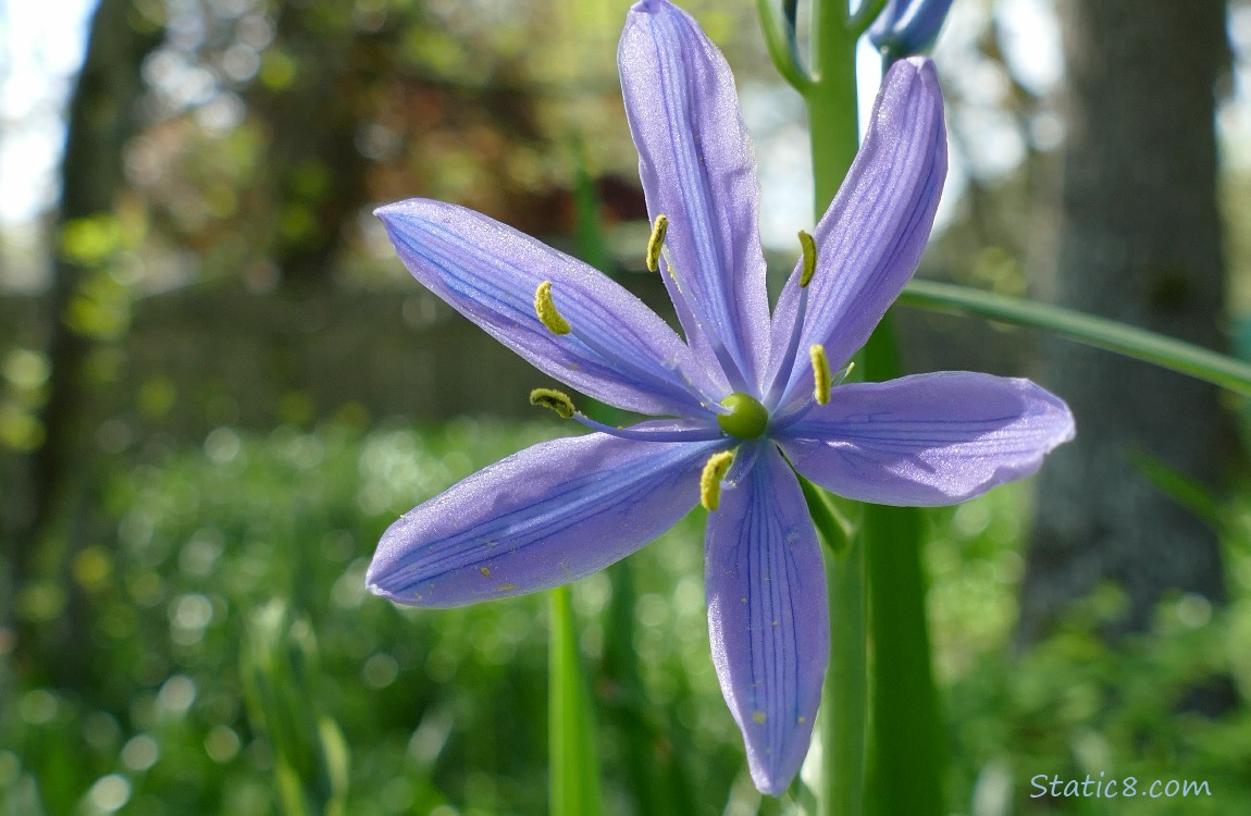 Camas Lily Bloom
