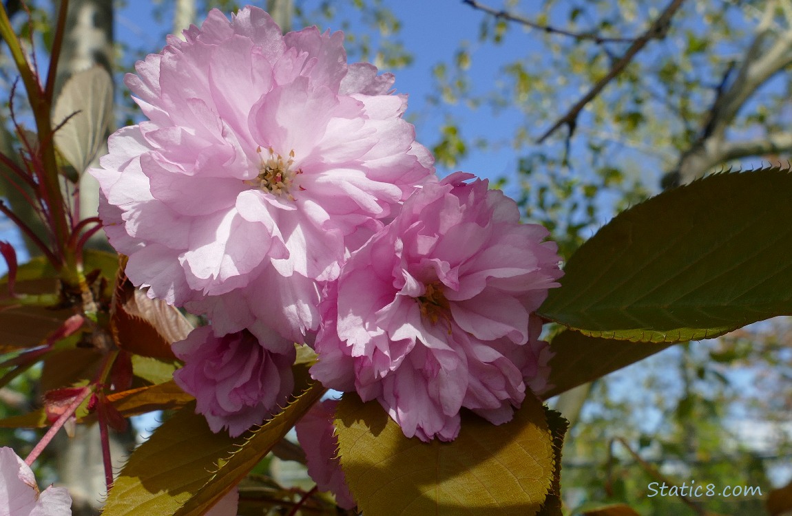 Pink, double petal Cherry blossoms