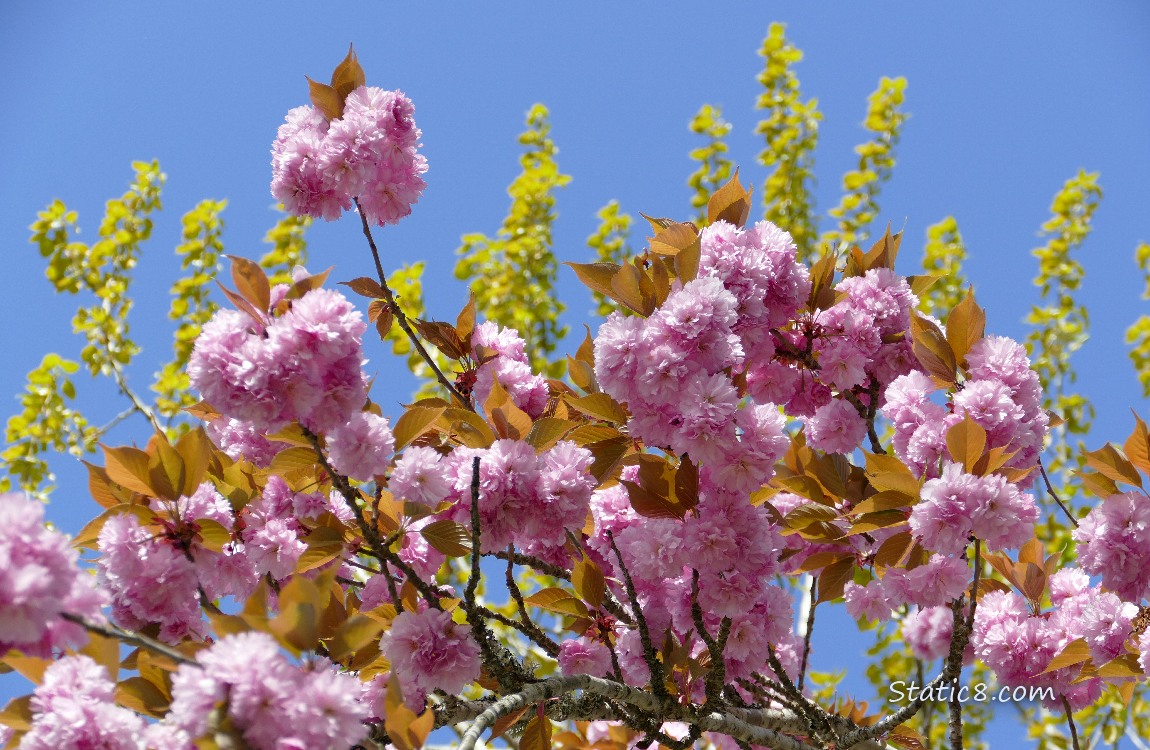 Looking up at pink Cherry blossoms with the blue sky beyond