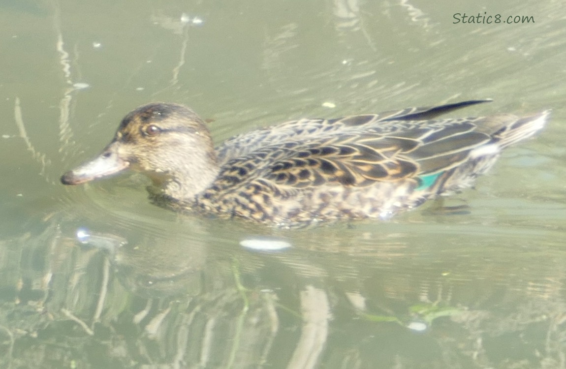 Female Green Wing Teal paddling on the water