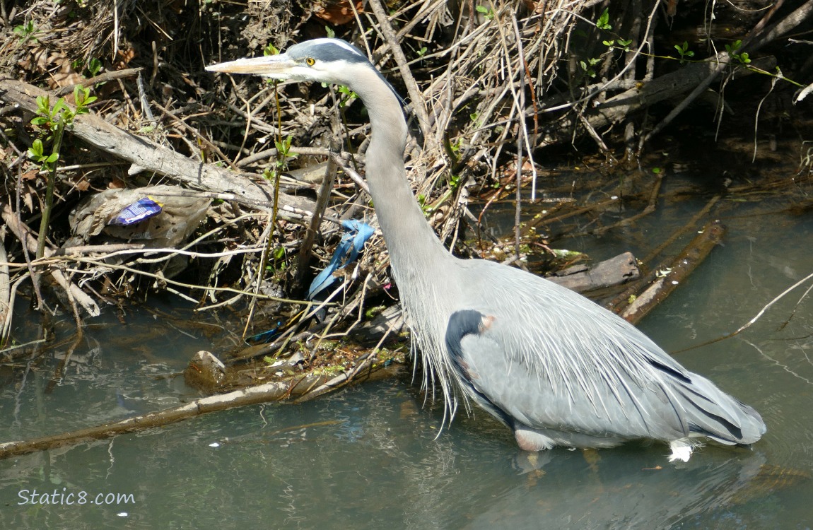 Great Blue Heron walking thru shallow water near the bank of the creek