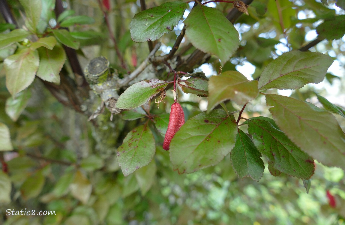 red fruit hanging down from a tree