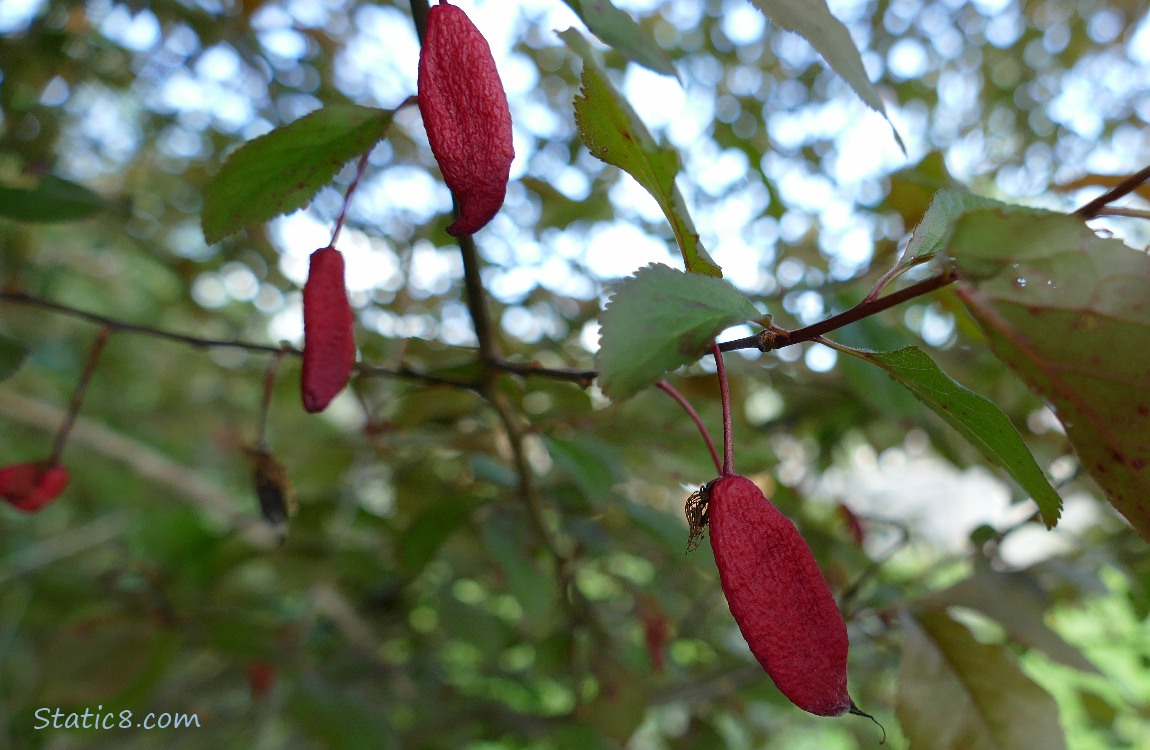 flat red fruits hanging down from a tree
