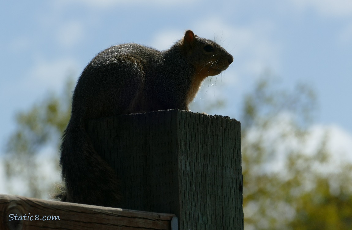 Silhouette of a squirrel sitting on a wood post with the blue sky behind