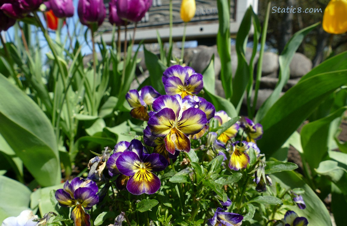 Purple and Yellow Pansy blooms