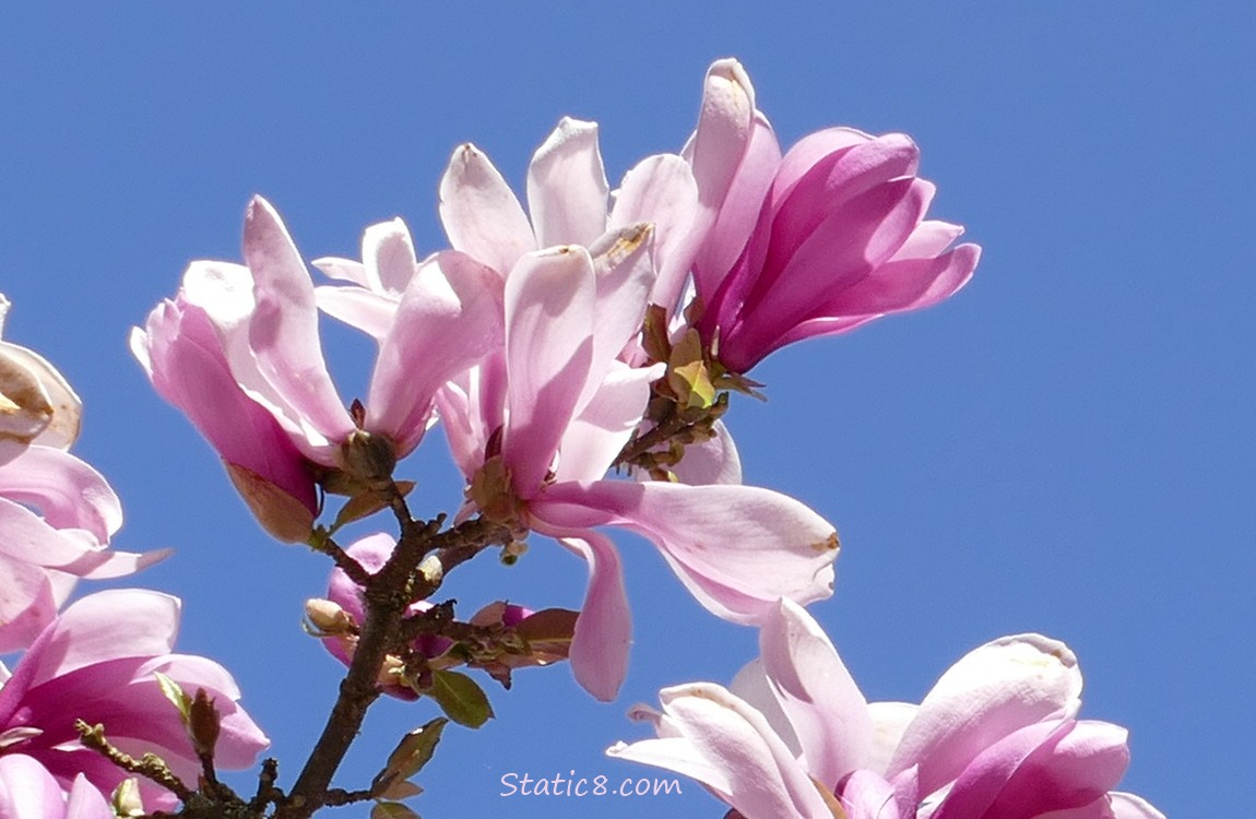 Pink Saucer Magnolia blooms against the blue sky
